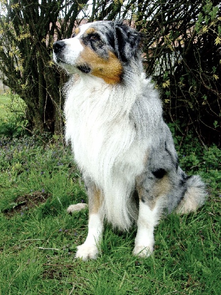 Elvis du clos aux chevreuils